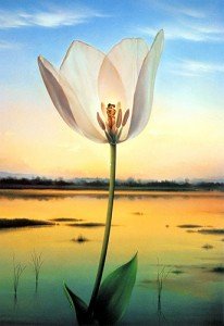 szeretet virágai love_blossoms